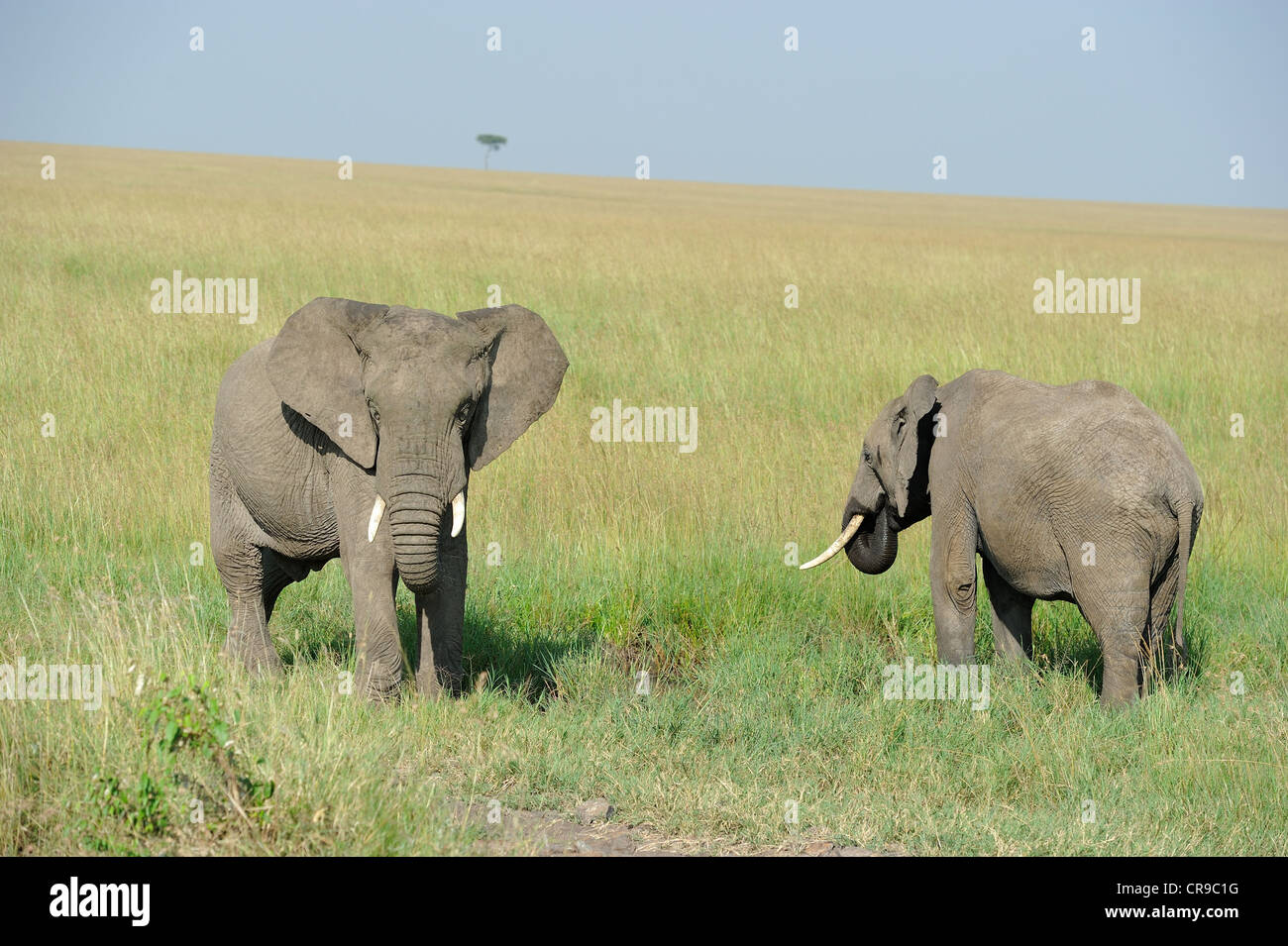 Afrikanischen Busch Elefant - Savanne Elefanten - Bush Elefant (Loxodonta Africana) paar stehen in der Savanne Masai Mara Stockfoto
