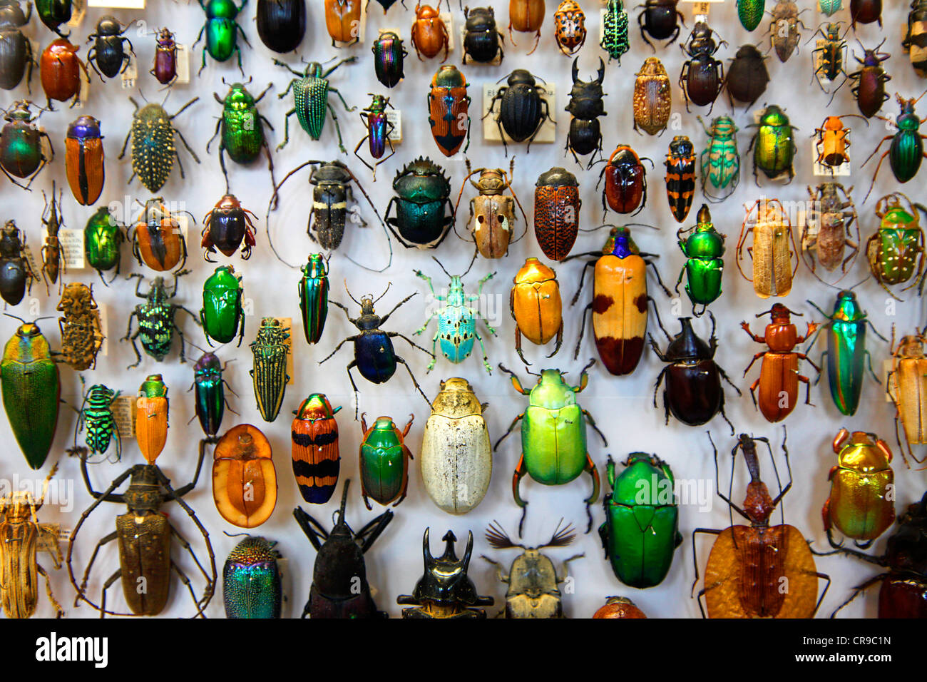 Sammlung von Käfern aus rund um die Welt, der Oxford University Museum of Natural History, Oxford Stockfoto