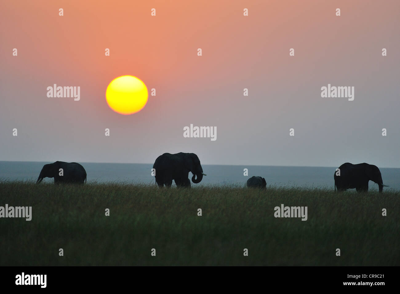 Afrikanischer Elefant - Savanne Elefanten - Bush Elefant (Loxodonta Africana) Herde weiden bei Sonnenaufgang Masai Mara Stockfoto