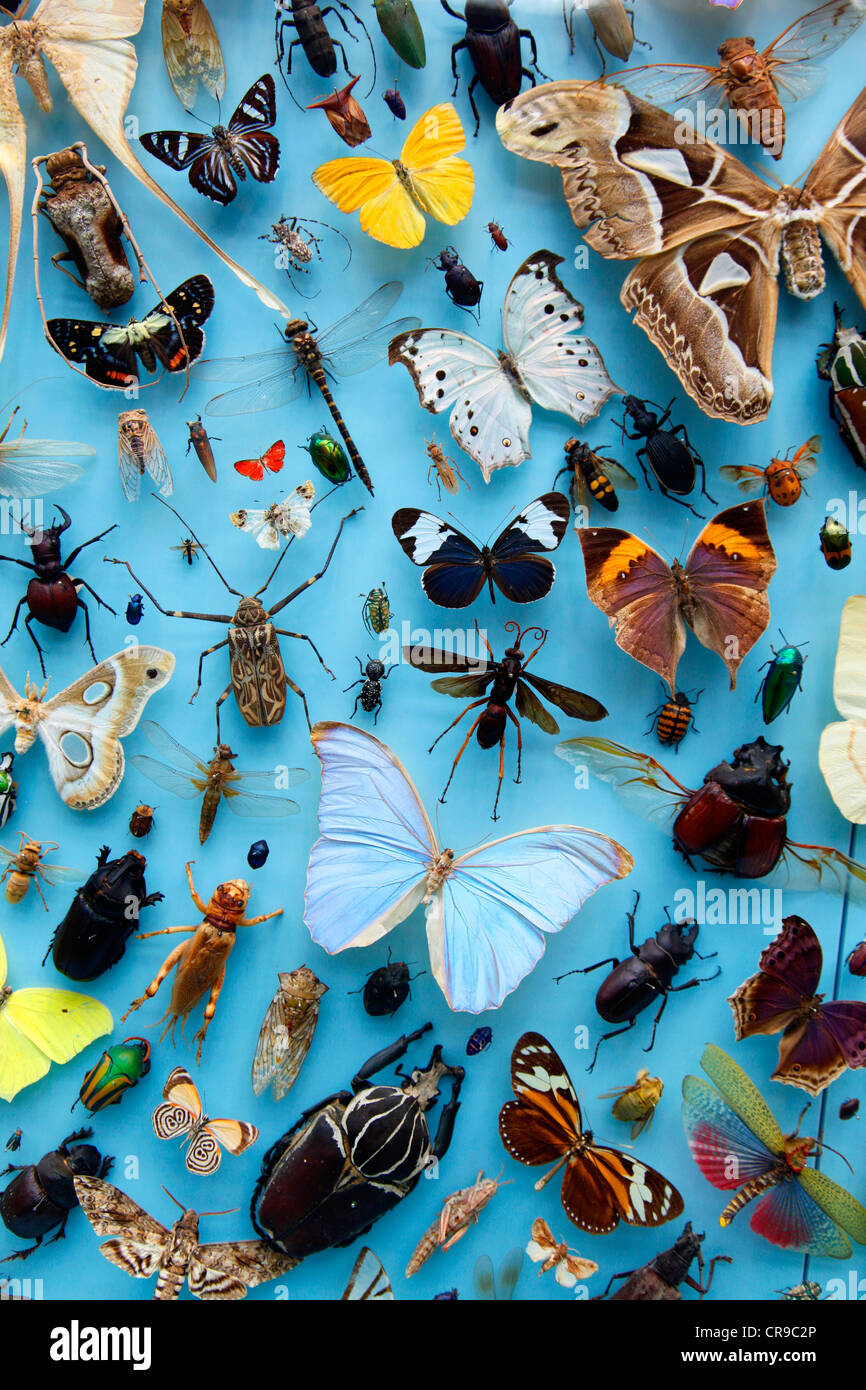 Sammlung von Insekten, Schmetterlinge, Schmetterlinge, Käfer aus rund um die Welt, die University Museum of Natural History, Oxford Stockfoto