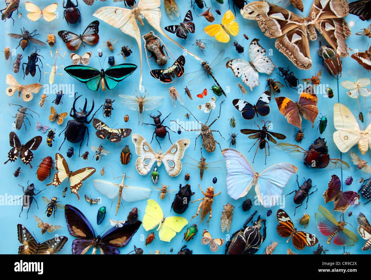 Sammlung von Insekten, Schmetterlinge, Schmetterlinge, Käfer aus rund um die Welt, die University Museum of Natural History, Oxford Stockfoto