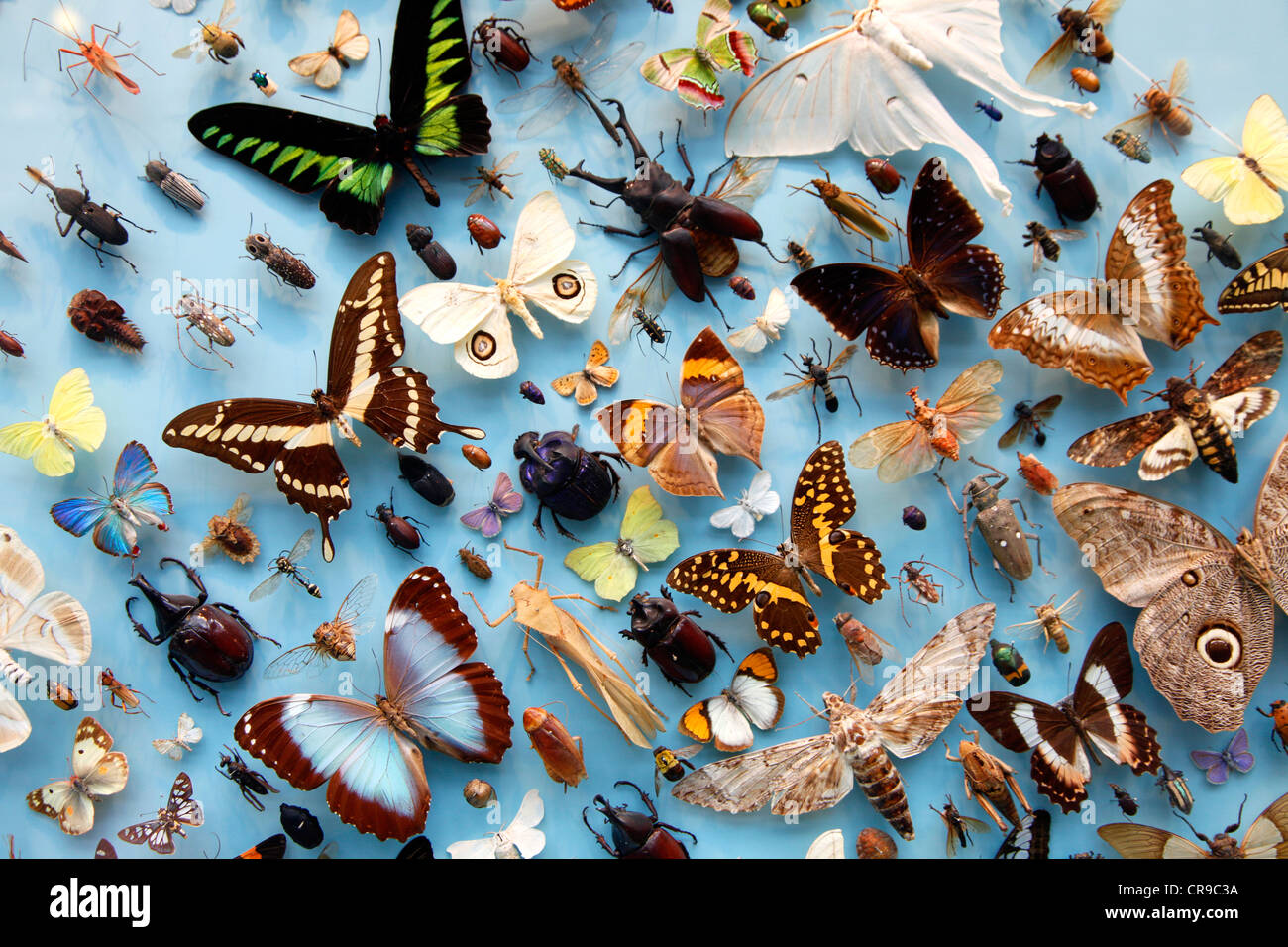 Sammlung von Insekten, Schmetterlinge, Schmetterlinge, Käfer aus rund um die Welt, die University Museum of Natural History, Oxford Stockfoto