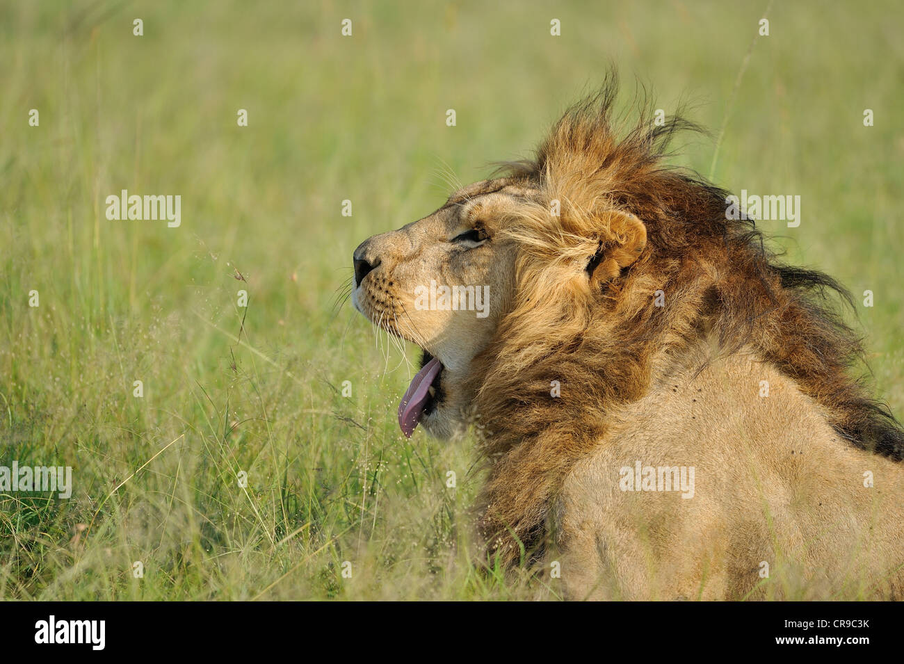 East African Lion - Massai Löwe (Panthera Leo Nubica) männlichen gähnende Masai Mara - Kenia - Ostafrika Stockfoto
