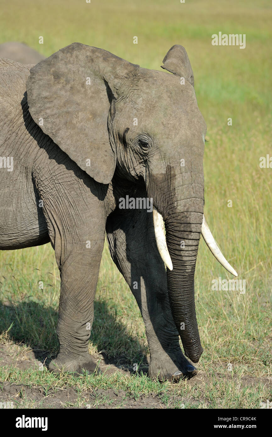 Afrikanischen Busch Elefant - Savanne Elefanten - Bush Elefant (Loxodonta Africana) stehen in der Savanne Masai Mara Stockfoto