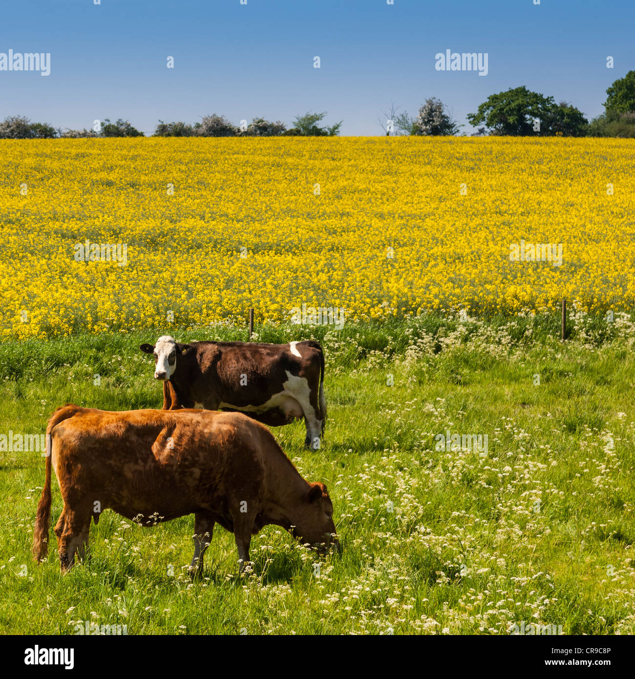 Grasende Kühe auf einer Uk-Wiese im Frühling Stockfoto