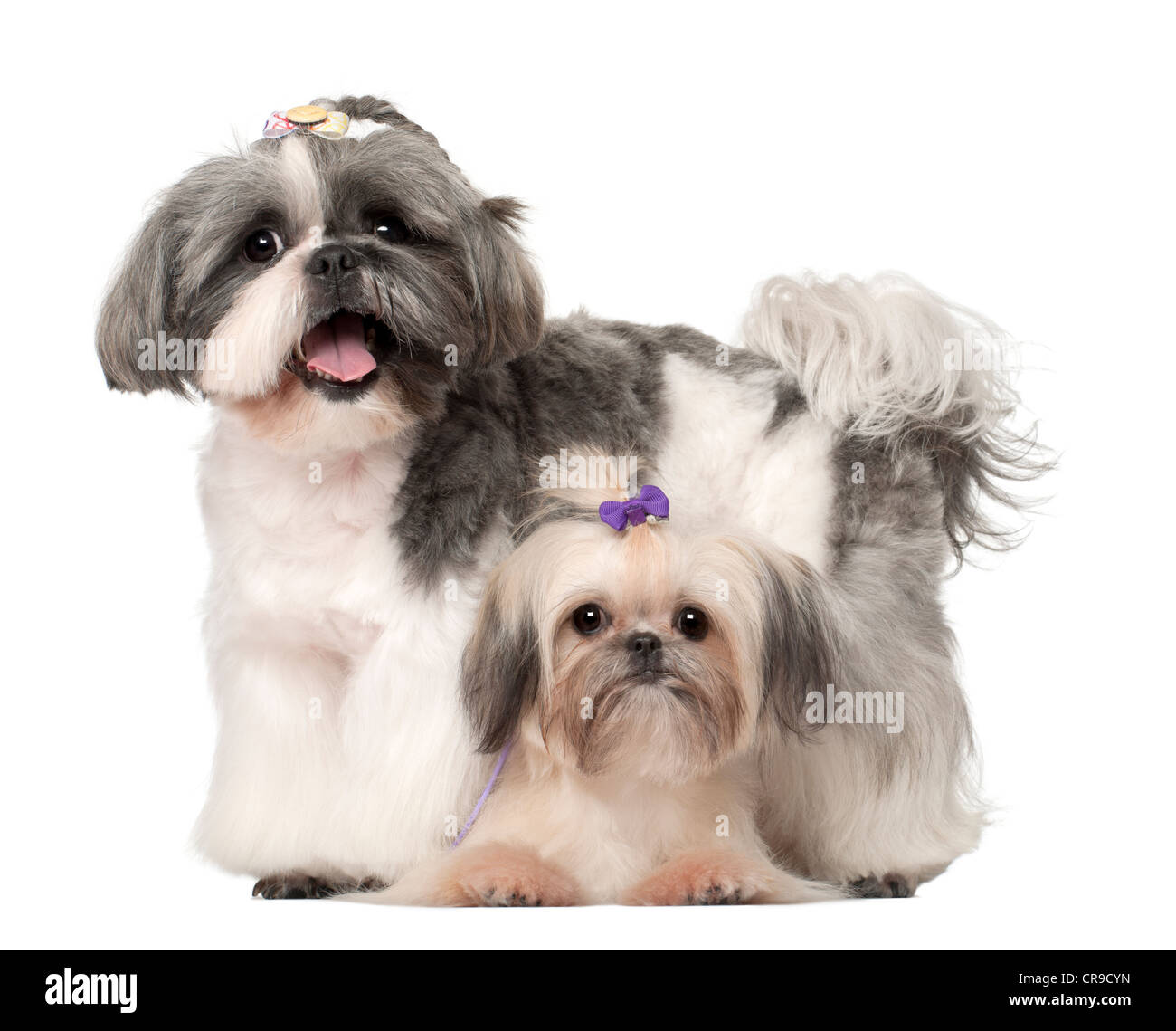 Shih Tzu, 3 Jahre und 9 Monate alt, vor weißem Hintergrund Stockfoto