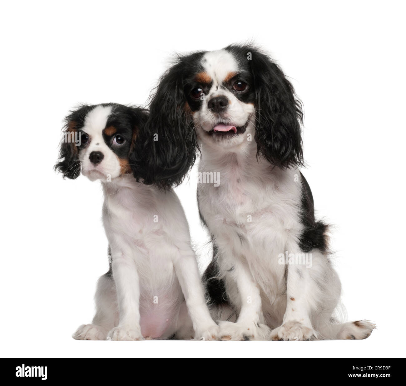 Cavalier King Charles Spaniel Welpen, 3 Monate alt und 4 Jahre alt, sitzt vor weißem Hintergrund Stockfoto