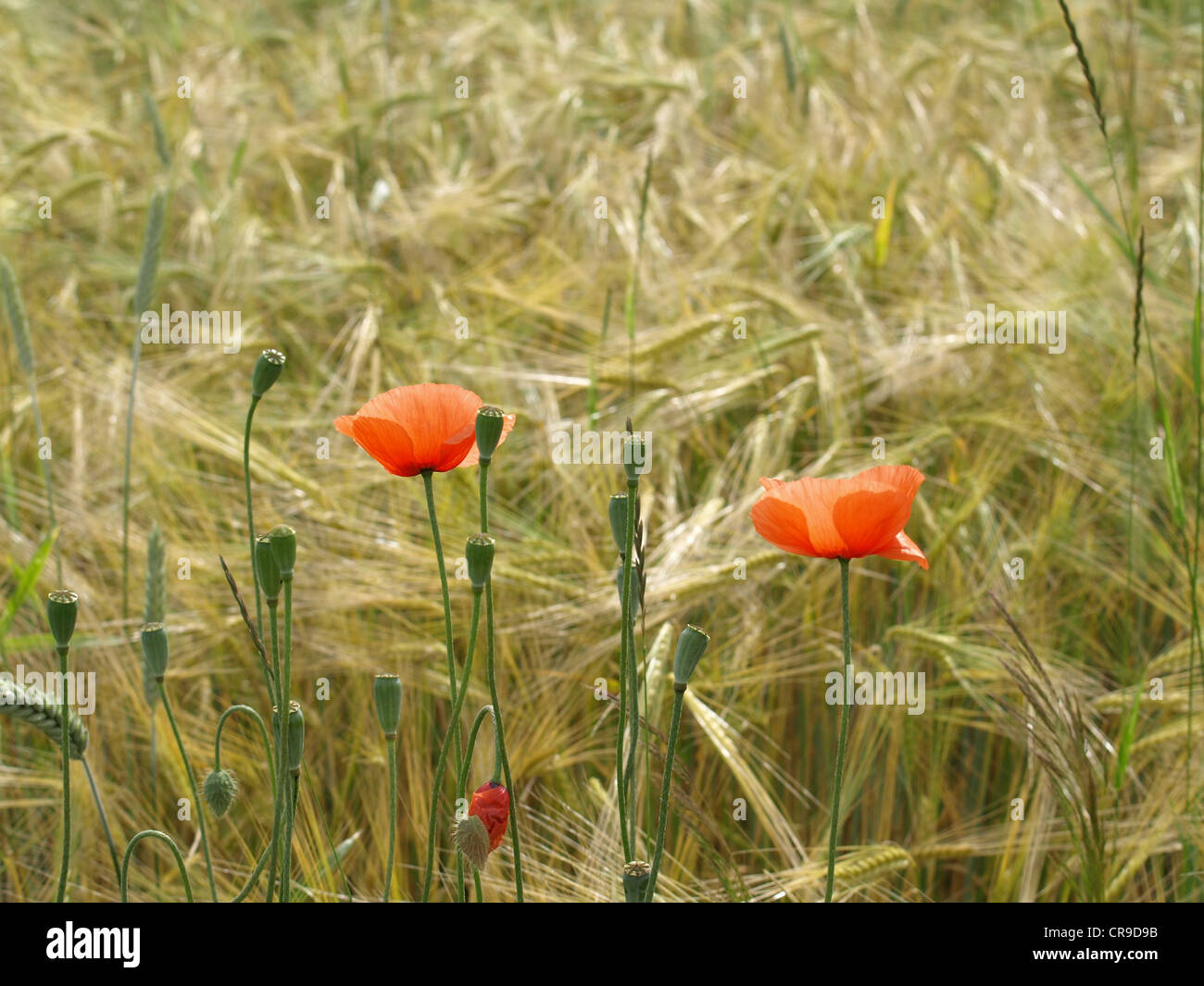 Mais-Mohn / Papaver Rhoeas / Klatschmohn Stockfoto