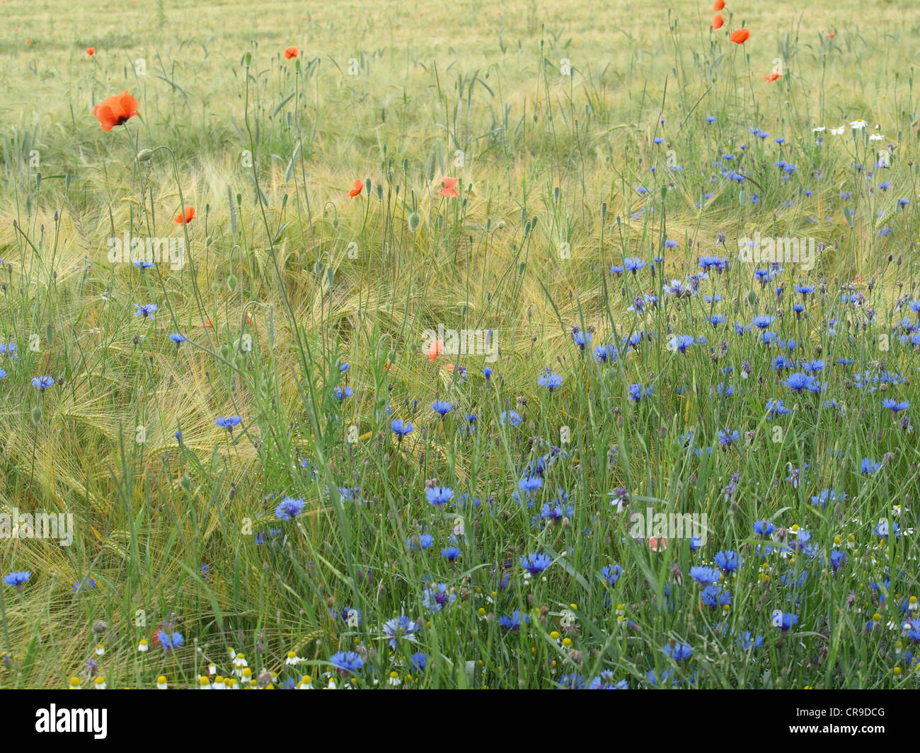 Klatschmohn, Kornblumen und Kamille in einer Grainfield / Klatschmohn, Kornblumen Und Backmischung Zeitungsjournalistin in Einem Getreidefeld Stockfoto