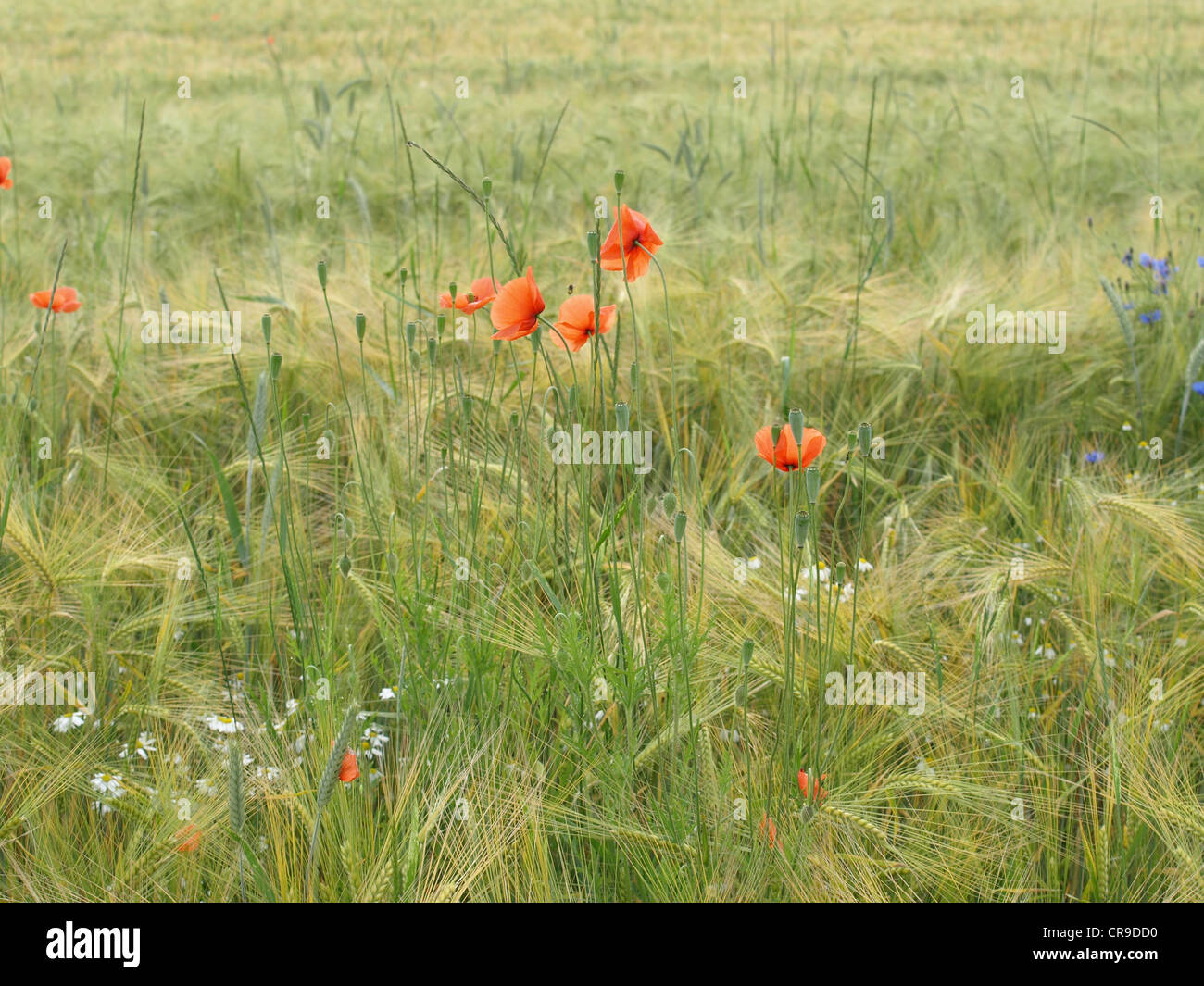 Klatschmohn, Kornblumen und Kamille in einer Grainfield / Klatschmohn, Kornblumen Und Backmischung Zeitungsjournalistin in Einem Getreidefeld Stockfoto