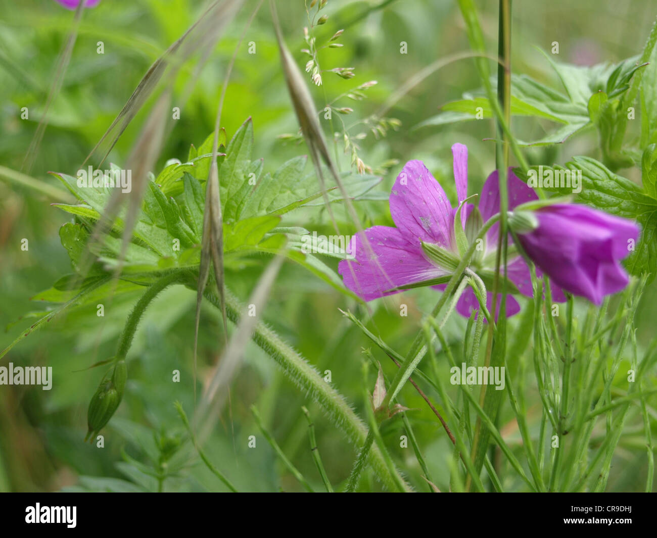 Wiesen-Storchschnabel / Geranium Pratense / Wiesen-Storchschnabel Stockfoto