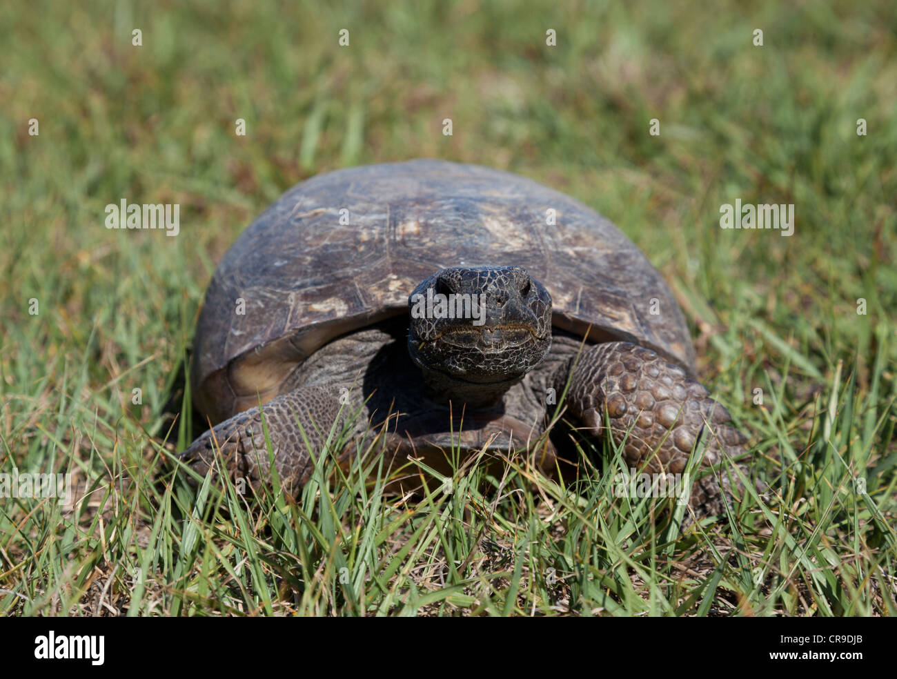 Gopher-Schildkröte. Stockfoto