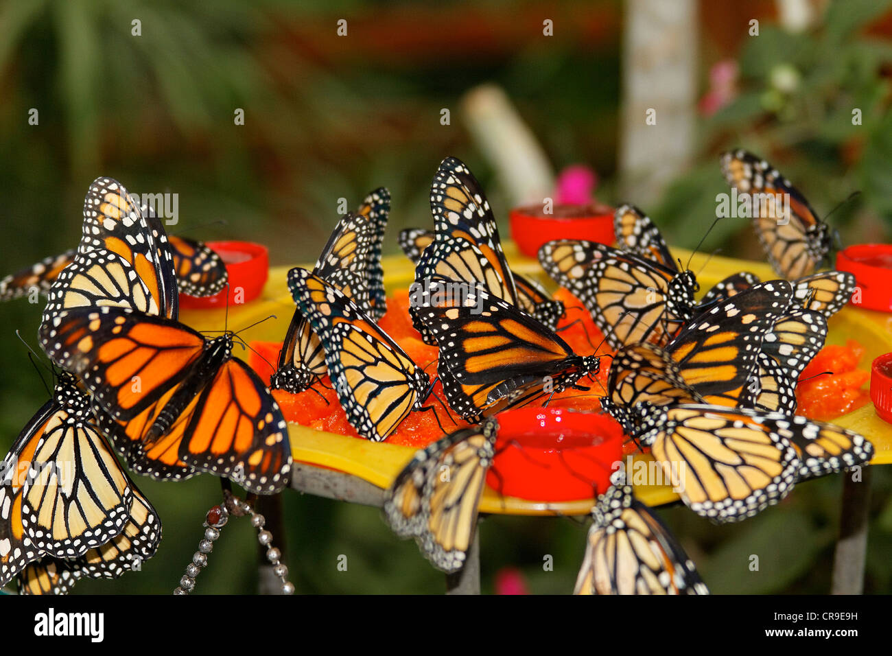 Schmetterlinge in der Natur - Schmetterling in der Natur Monarchfalter - Danaus Plexippus Bedrohte Tierart - geschützte Arten Stockfoto