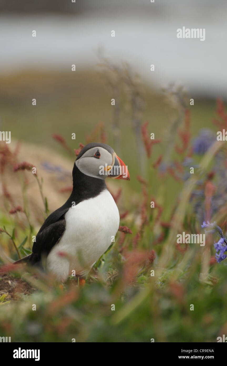 Puffin, Fratercula Arctica, auf der Insel von Lunga, Schottland. Stockfoto