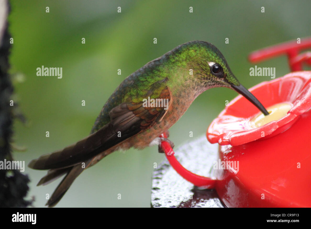 Brummen, Vogel Fütterung aus rotem Kunststoff-Wanne Stockfoto