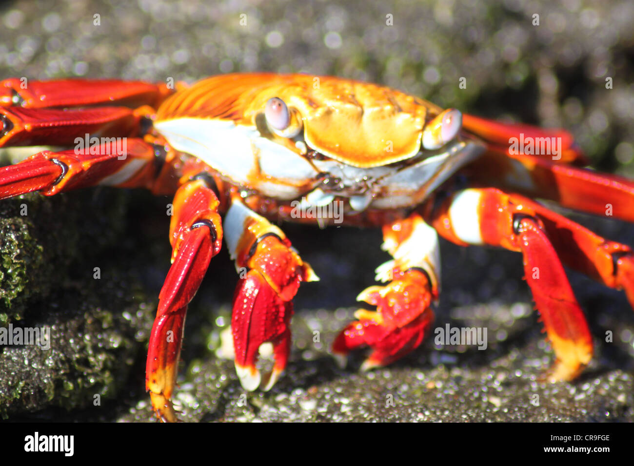 Sally Lightfoot rote Krabbe Galapagosinseln Ecuador Stockfoto