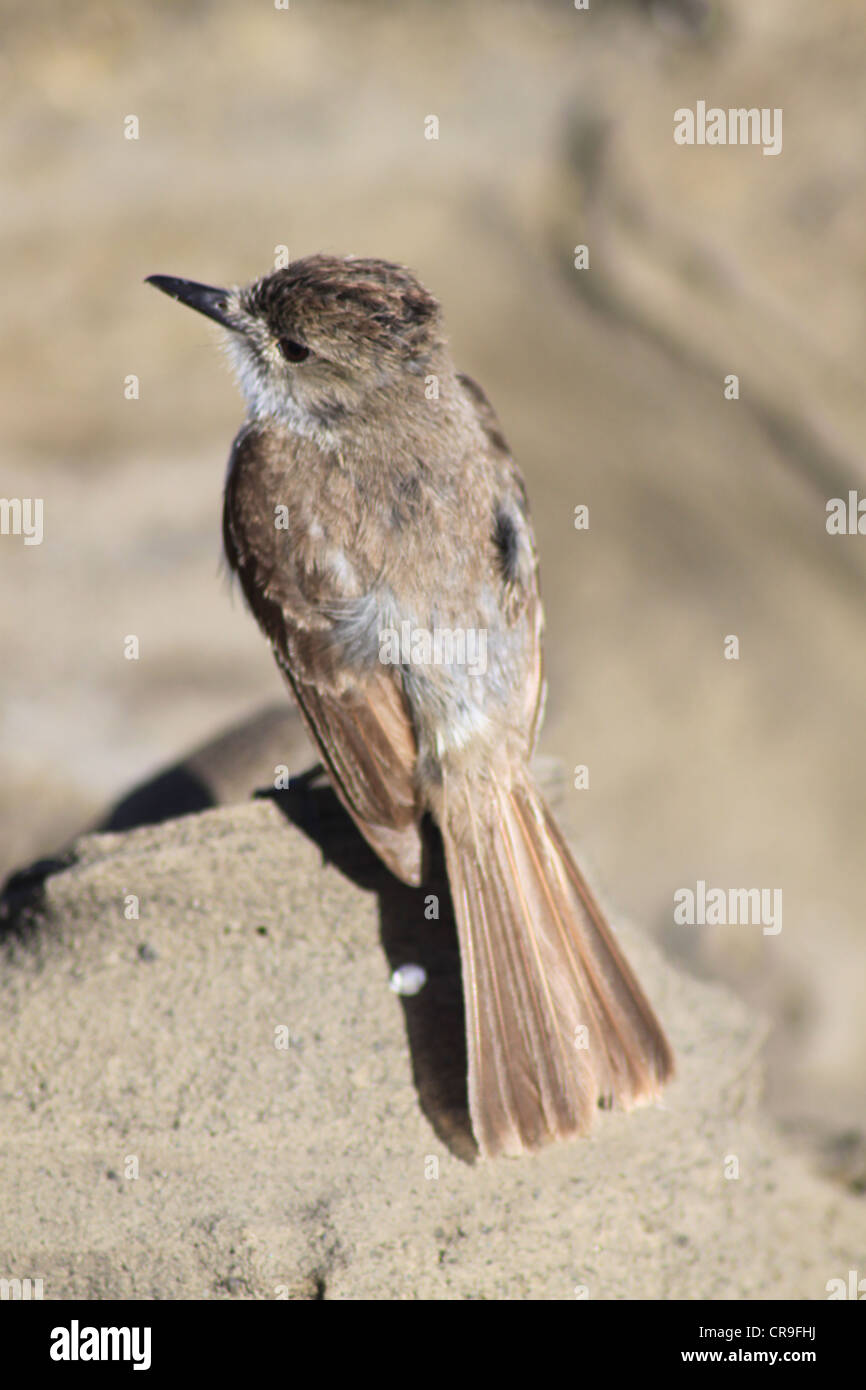 Spöttische Vogel sitzend auf Felsen auf Galapagosinseln Ecuador Stockfoto