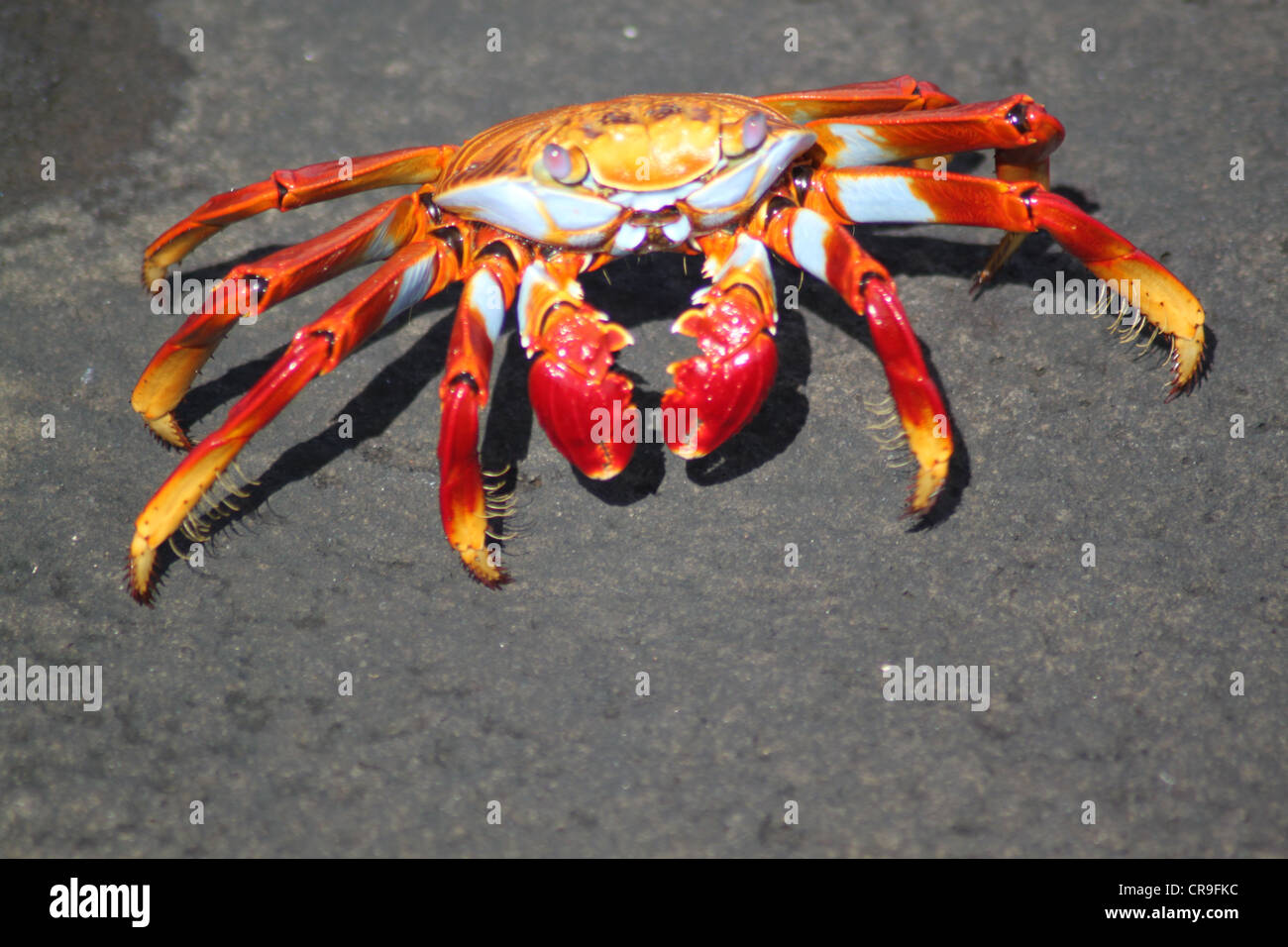 Sally Lightfoot rote Krabbe Galapagosinseln Ecuador Stockfoto