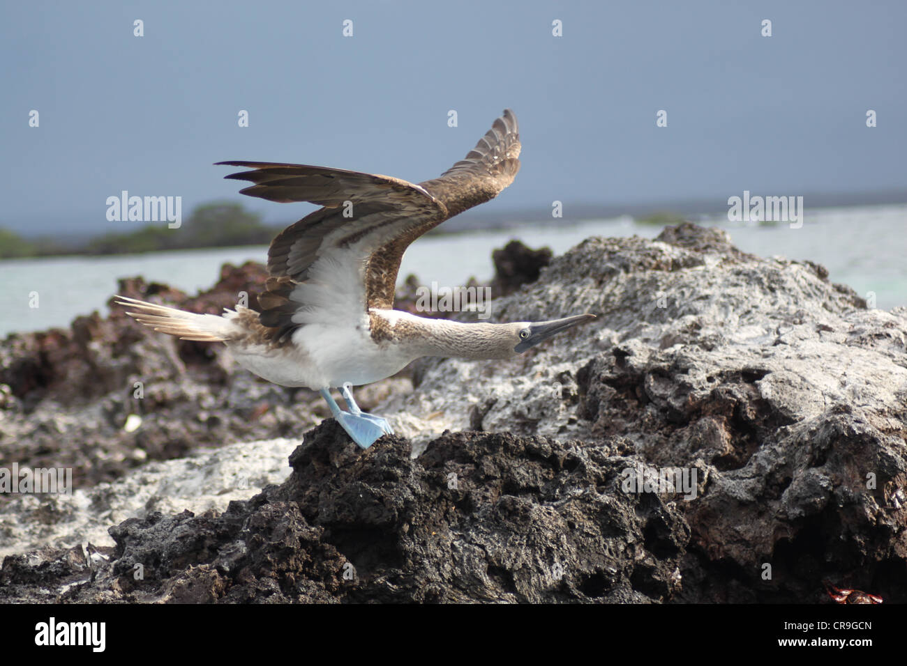 Blau footed Sprengfallen Galapagos Insel Ecuador Stockfoto