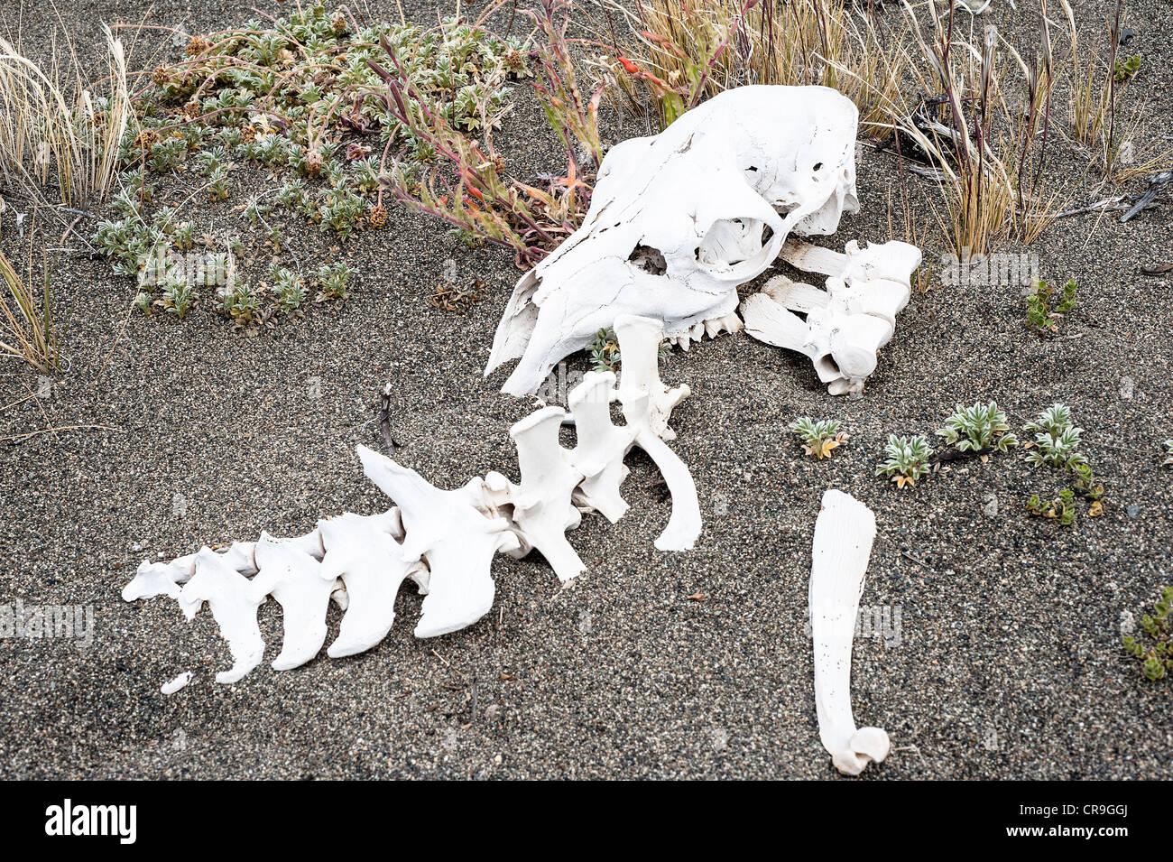 Guanako (Lama Guanicoe) Erwachsenen Skelett bleibt Lago Viedma Ufer Santa Cruz Provinz Patagonien Argentinien Südamerika Stockfoto