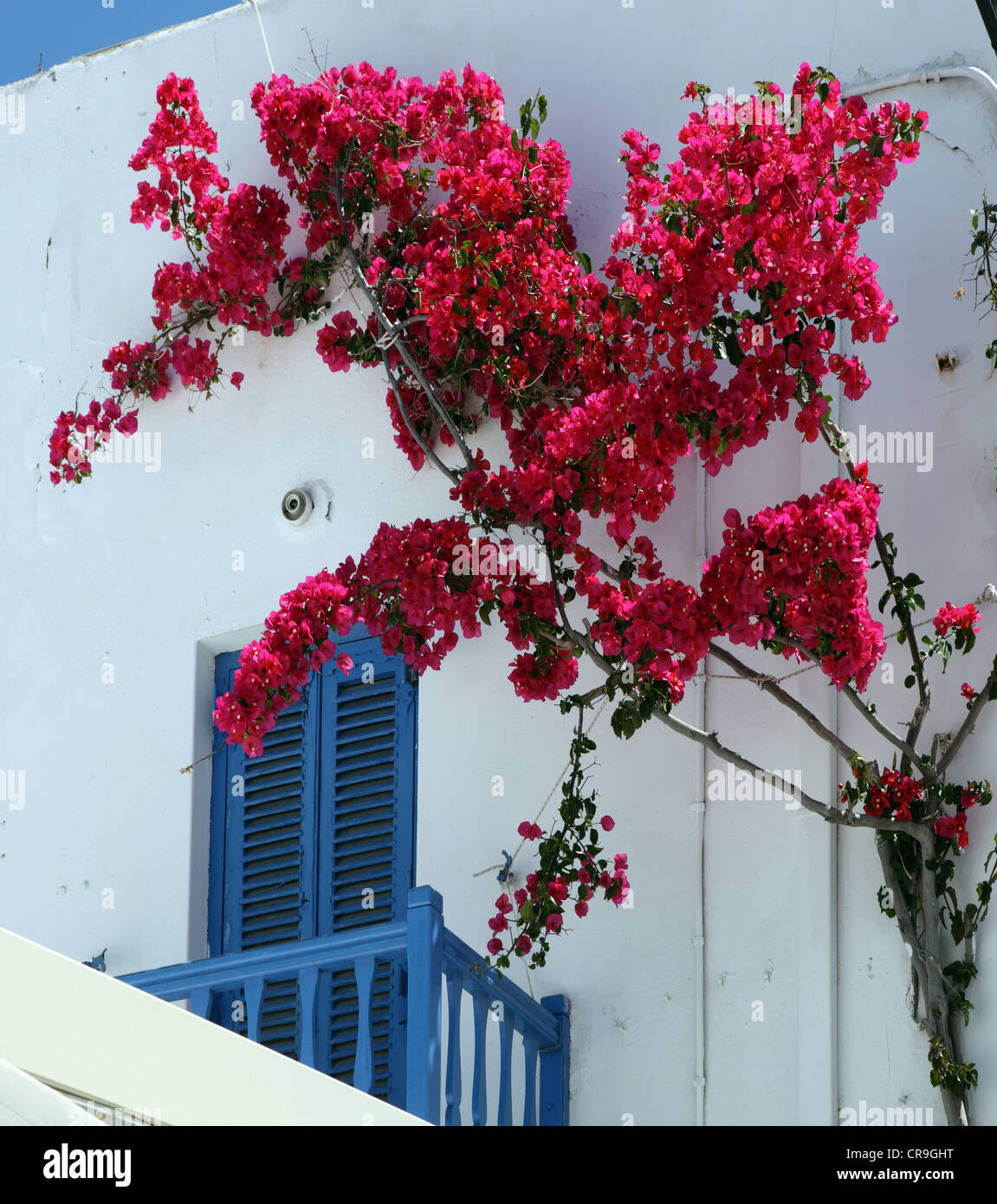 Bougainvillea, Dorfhaus in Mykonos, Griechenland Stockfoto