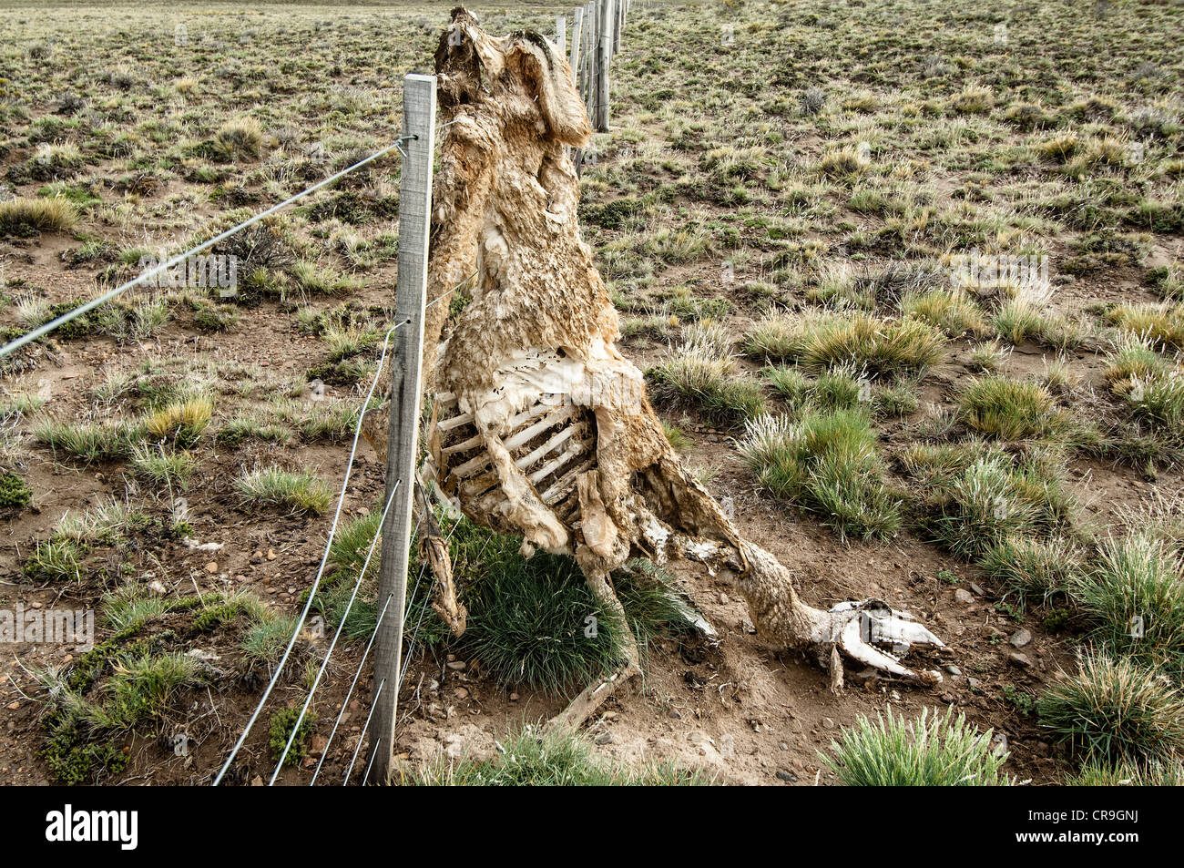 Guanako (Lama Guanicoe) tot Erwachsene Skelettreste gefangen am Drahtzaun in Steppe Santa Cruz Provinz Patagonien Argentinien Stockfoto
