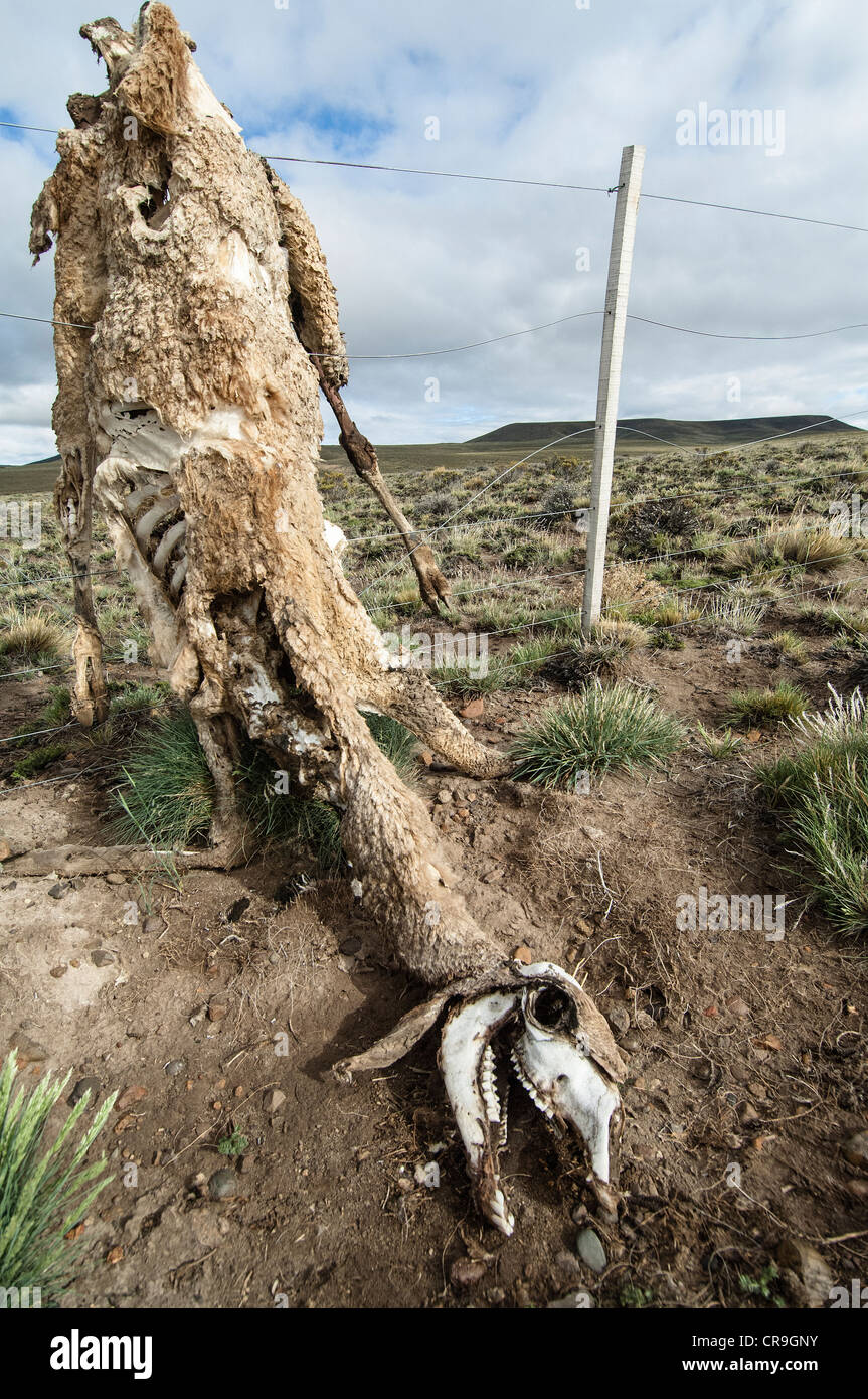 Guanako (Lama Guanicoe) tot Erwachsene Skelettreste gefangen am Drahtzaun in Steppe Santa Cruz Provinz Patagonien Argentinien Stockfoto