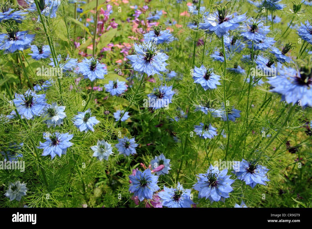 Nigella damascena - "Liebe in Blumen ein Nebel" Stockfoto