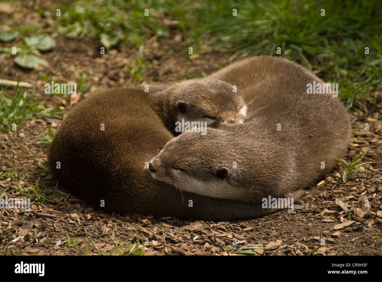 2 asiatische Fischotter schlafen kuschelte sich zusammen Stockfoto