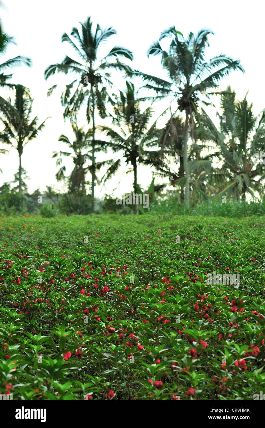 Blumen-Camps, Jatiluwih, Bali, Indonesien, Asien Stockfoto