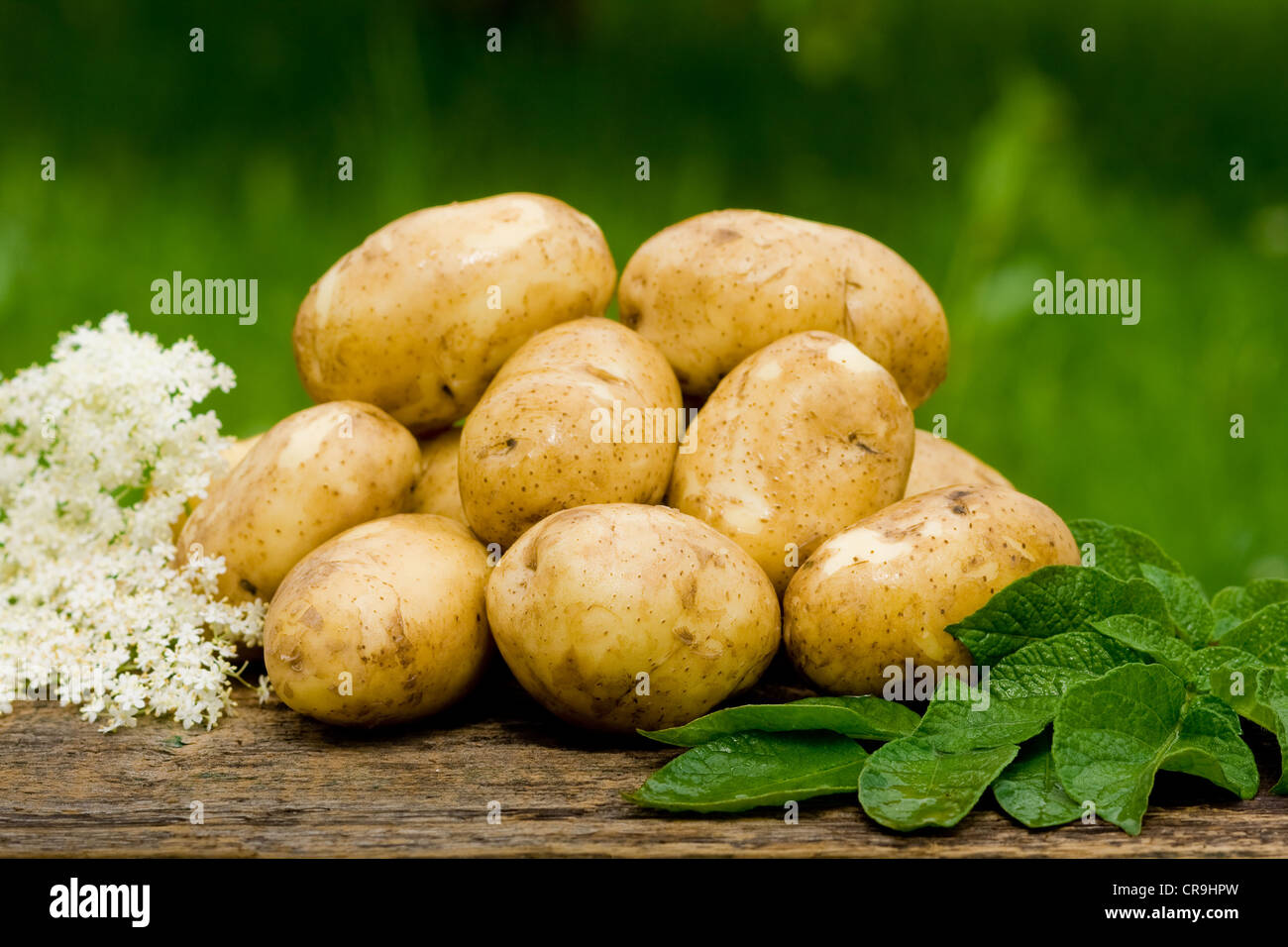 Neue Kartoffeln, frisch und lecker Stockfoto
