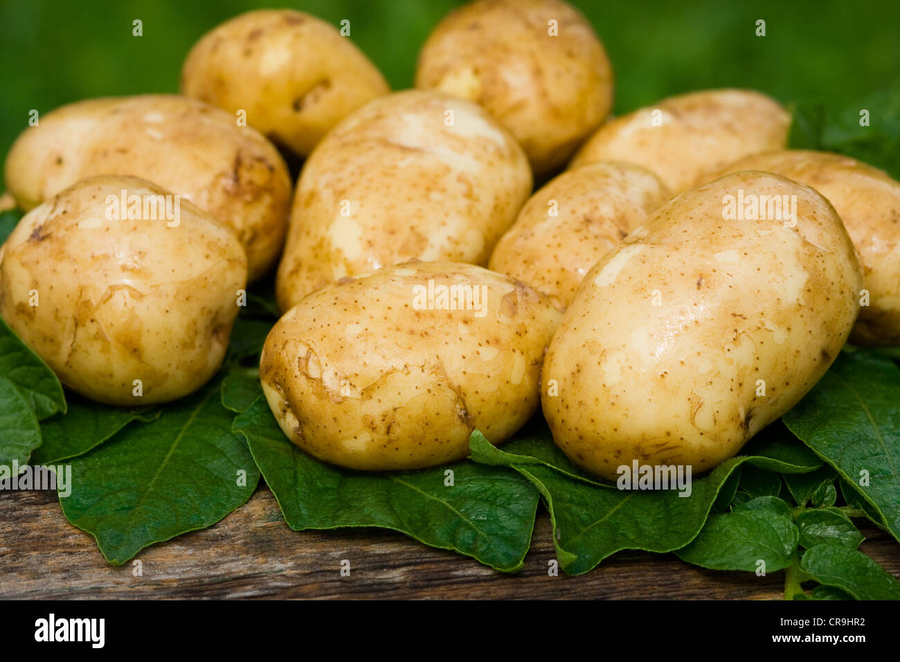 Neue Kartoffeln, frisch und lecker Stockfoto