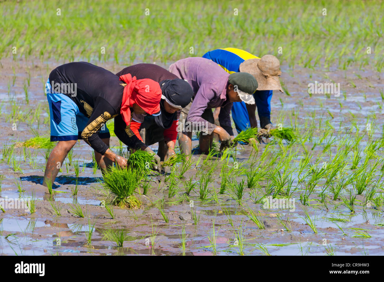 Igorot Stammes-Leute Pflanzen Reis Sämlinge in den Reis Paddy, Banaue, Ifugao Province, Philippinen Stockfoto