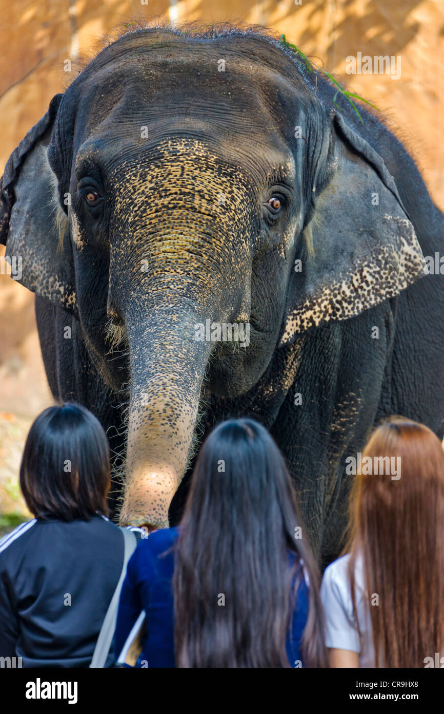 Touristen sehen Elefanten, Manila, Philippinen Stockfoto