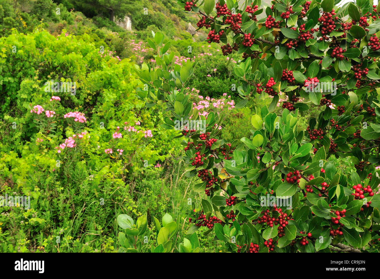 Wilde Blumen, Capraia Insel, Toskana, Italien, Europa Stockfoto