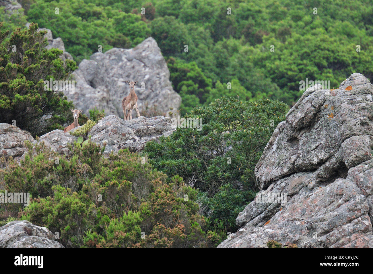 Muflon Ovis Musimon, Horntiere, Capraia Insel, Toskana, Italien Landschaft Landschaften Roberto Nistri horizontale Stockfoto