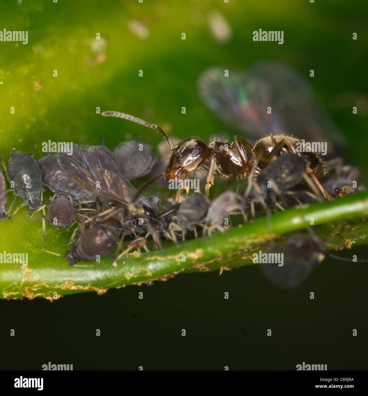 Ameisen hüten Blattläuse Stockfoto