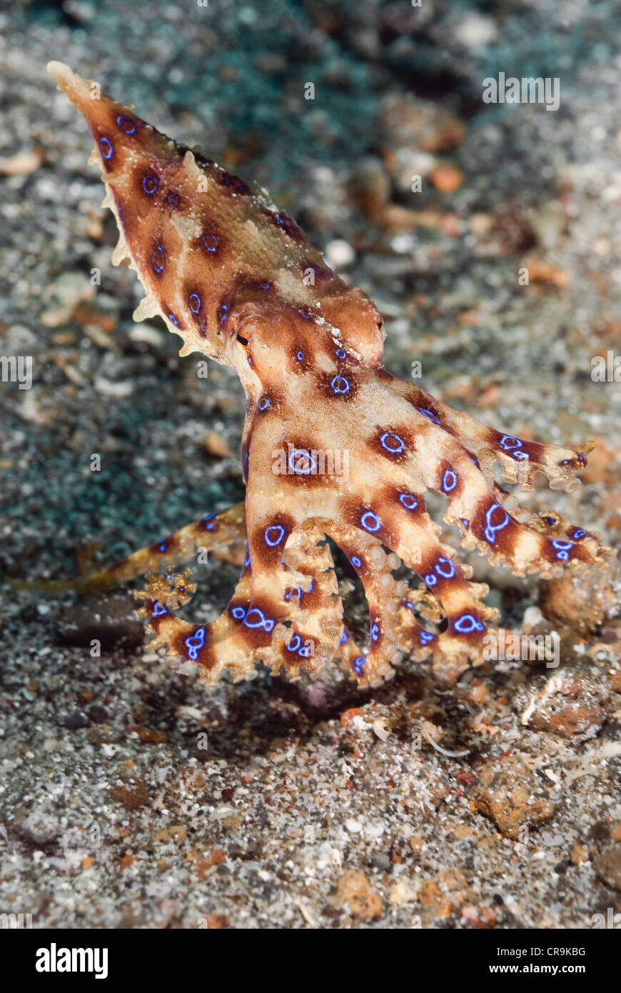 Blau geringelten Oktopus, Hapalochlaena Lunulata, Lembeh Strait, Sulawesi, Indonesien, Pazifik Stockfoto