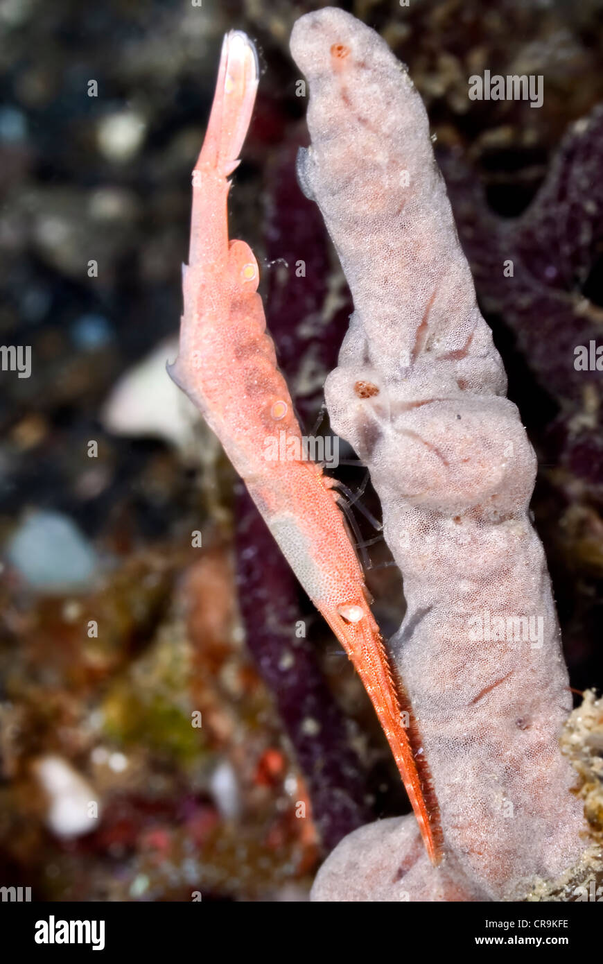 Ocellated Tozeuma Garnelen, Tozeuma Lanceolatum, Lembeh Strait, Sulawesi, Indonesien, Pazifik Stockfoto