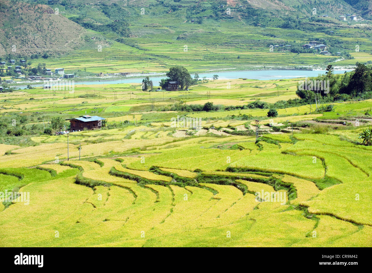 Felder, Bhutan, Asien Reise Stockfoto