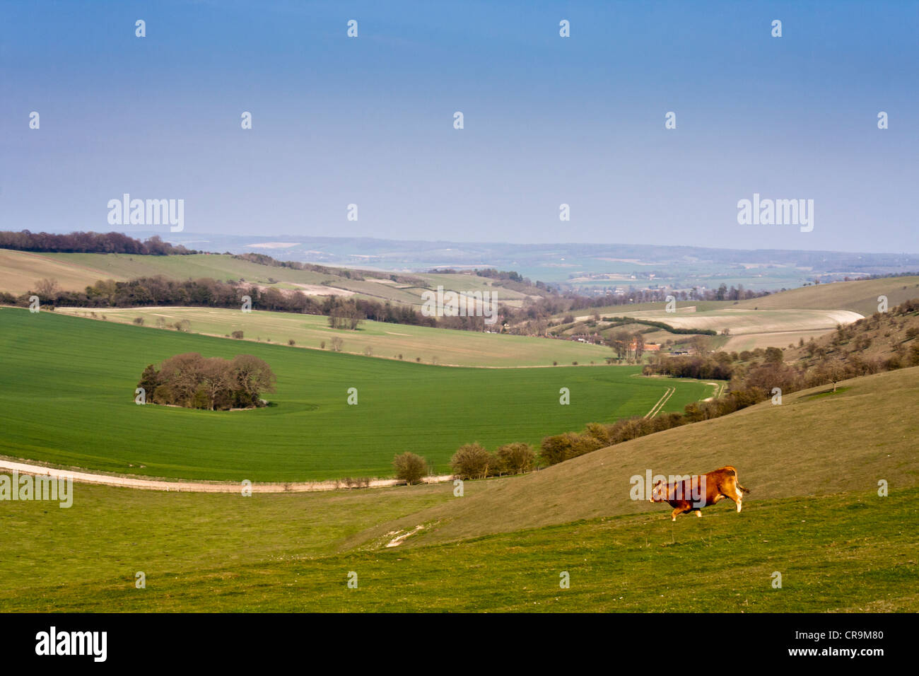 Ein Querformat der Berkshire Downs aus der Ridgeway National Trail in Aldworth, Berkshire, England, GB, UK. Stockfoto