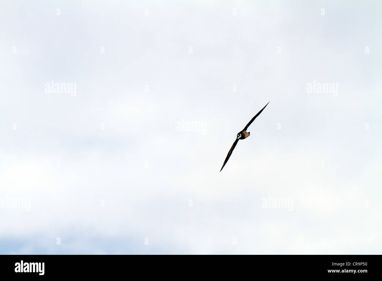 Brillentragende Sturmvogel im Flug, Süd-Atlantik Stockfoto