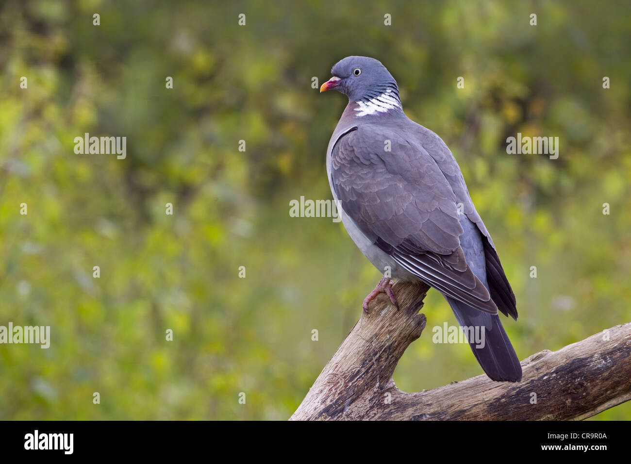 Ringeltaube Columba Palumbus im Sommer Stockfoto