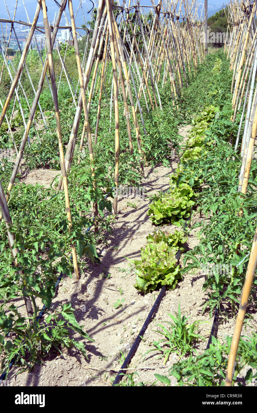 Ökologische Landwirtschaft in kleinem Maßstab. Salat und Tomaten Pflanzen mit Tröpfchenbewässerung. Stockfoto