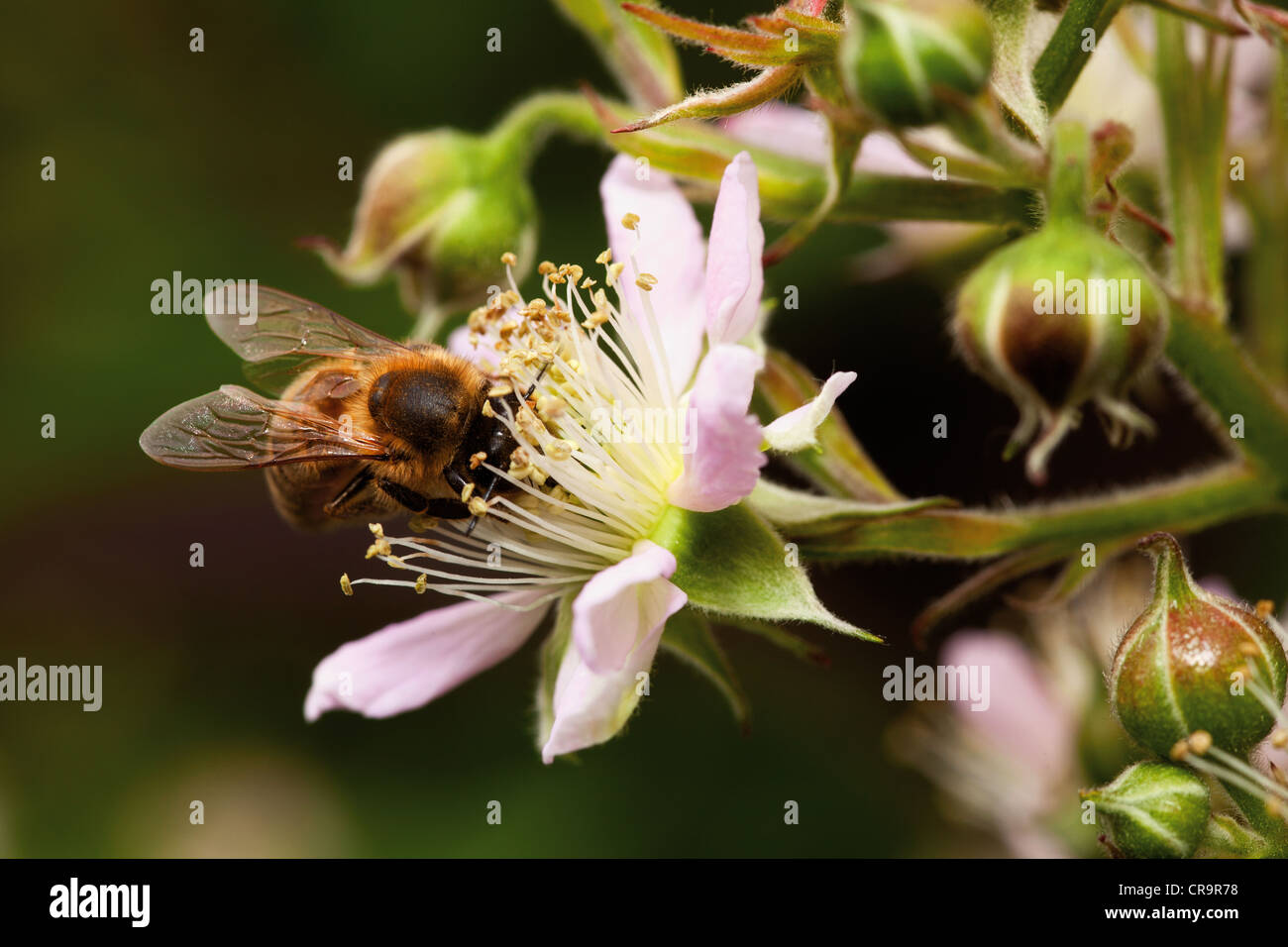 Honigbiene sammelt Blütennektar, Nahaufnahme von Blackberry Blume Stockfoto