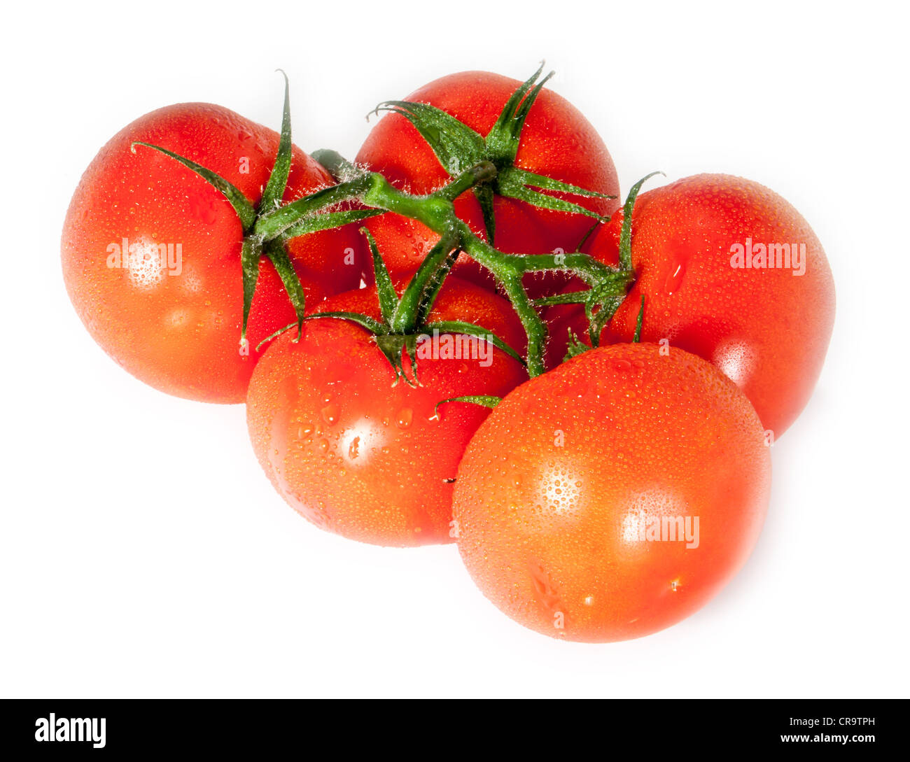 Eine Gruppe von Wasser benetzt Tomaten isoliert auf weißem Hintergrund Stockfoto