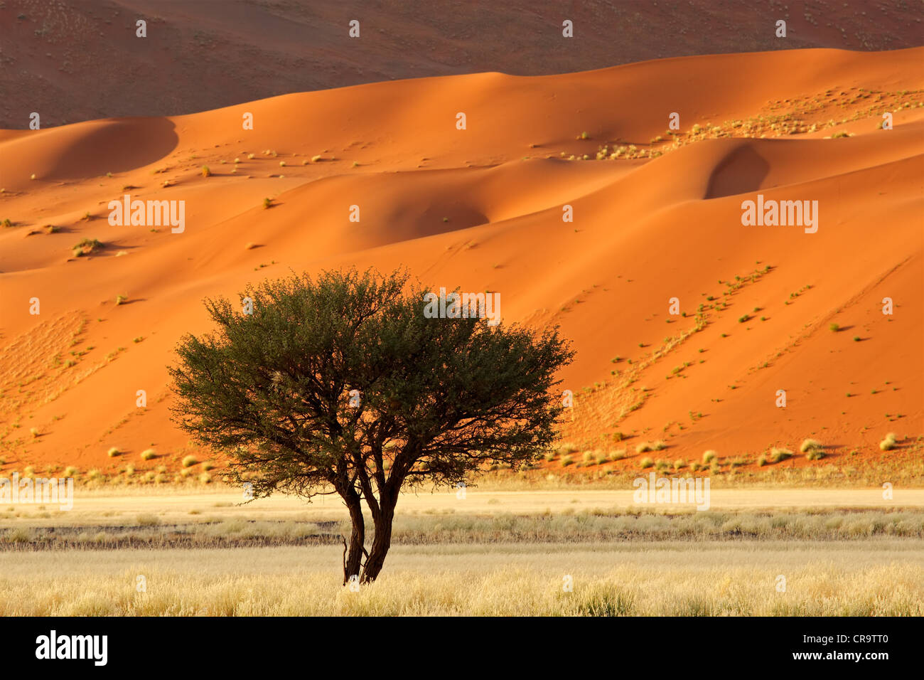 Roten Sanddüne mit einer afrikanischen Akazie Baum und Wüste Gräser, Sossusvlei, Namibia, Südliches Afrika Stockfoto