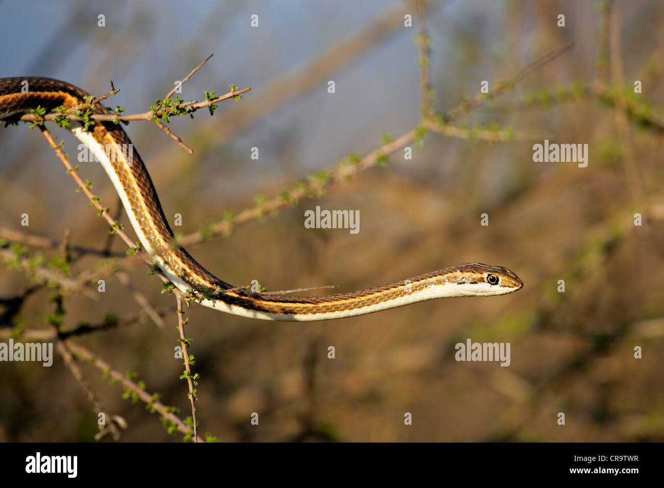 Gegabelt markiert Sand Schlange (Psammophis Leightoni), Kgalagadi Transfrontier Park, Südafrika Stockfoto