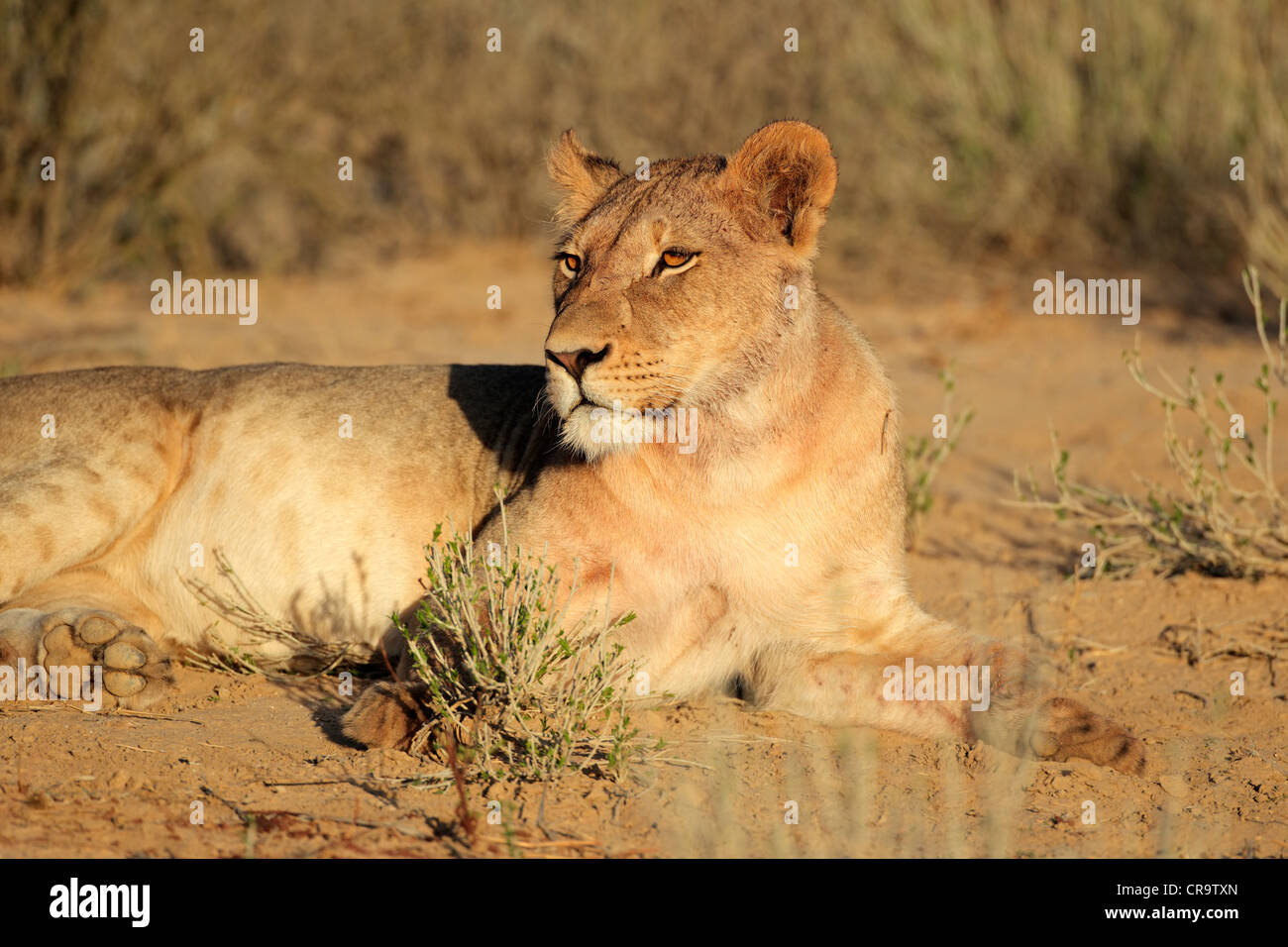 Eine Löwin (Panthera Leo) liegend, Kgalagadi Transfrontier Park, Südafrika Stockfoto