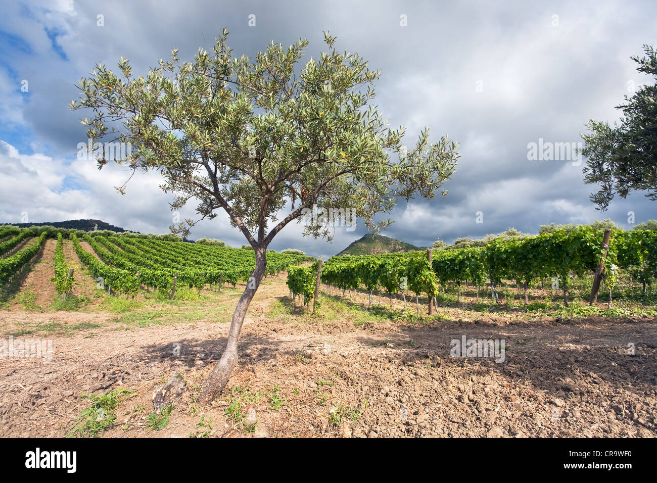 Olivenbäume und Weinberge auf sanften Abhang Ätna-Region, Sizilien Stockfoto